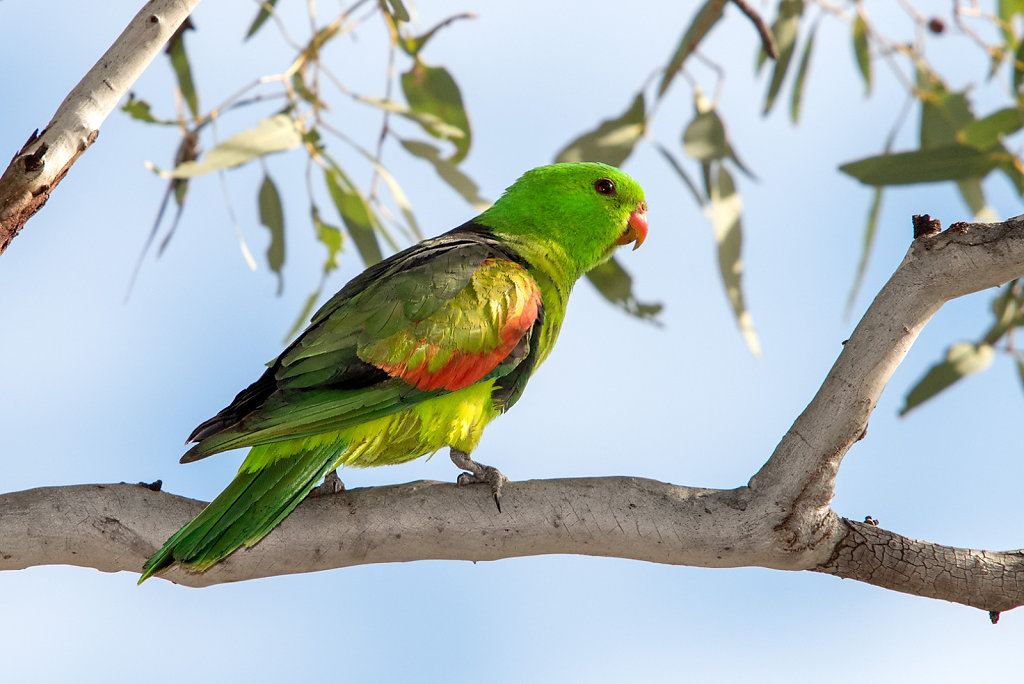 AM11718-Editcr1080-Red-winged-Parrot.jpg