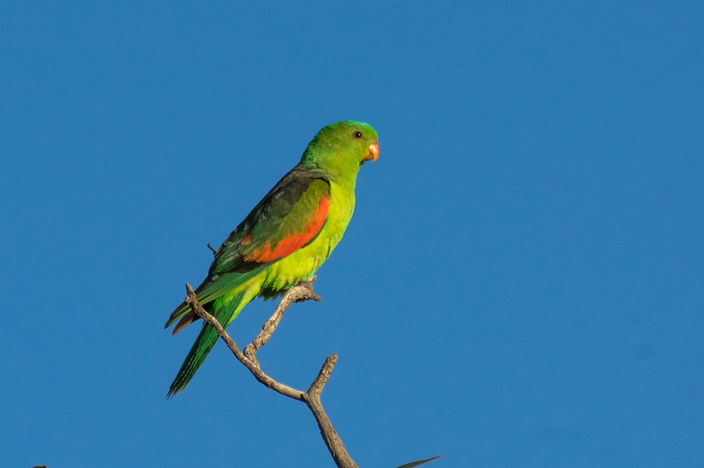 AM35327-Editcr10809-Red-winged-Parrot.jpg