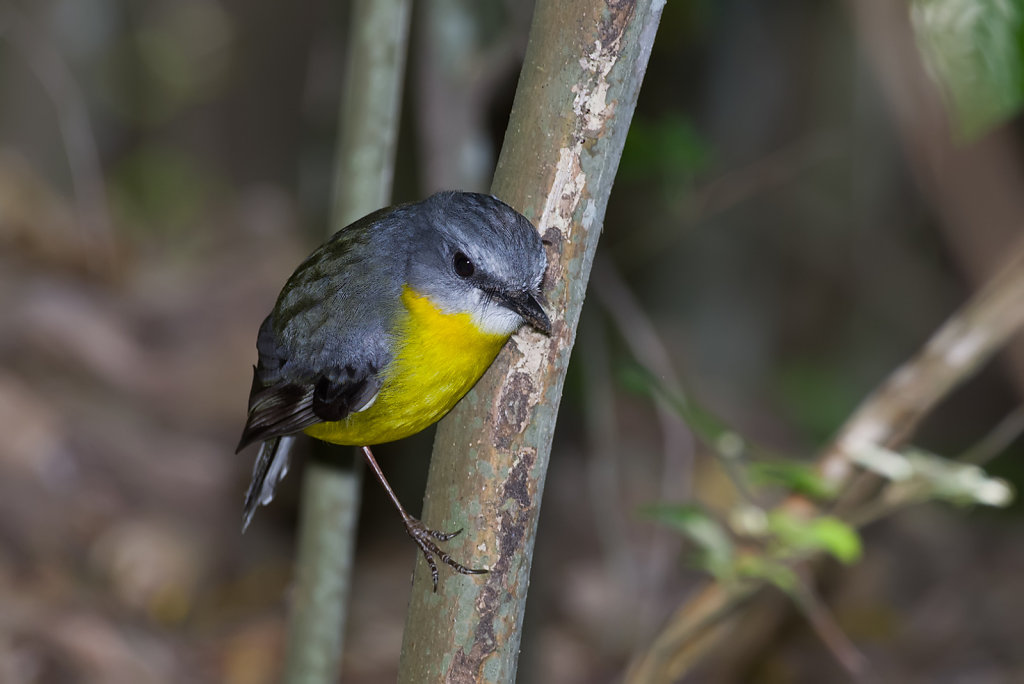 Australian Birds - Karalee, Ipswich, Queensland