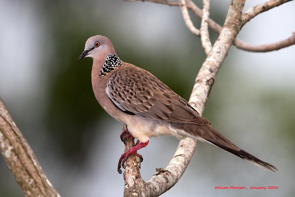 AM12974cr1080-Spotted-Dove.jpg