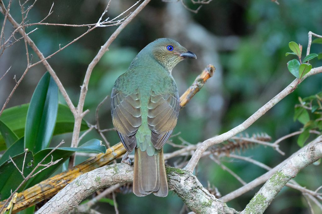 ASM0221-Editcr1080-Satin-Bowerbird-female.jpg