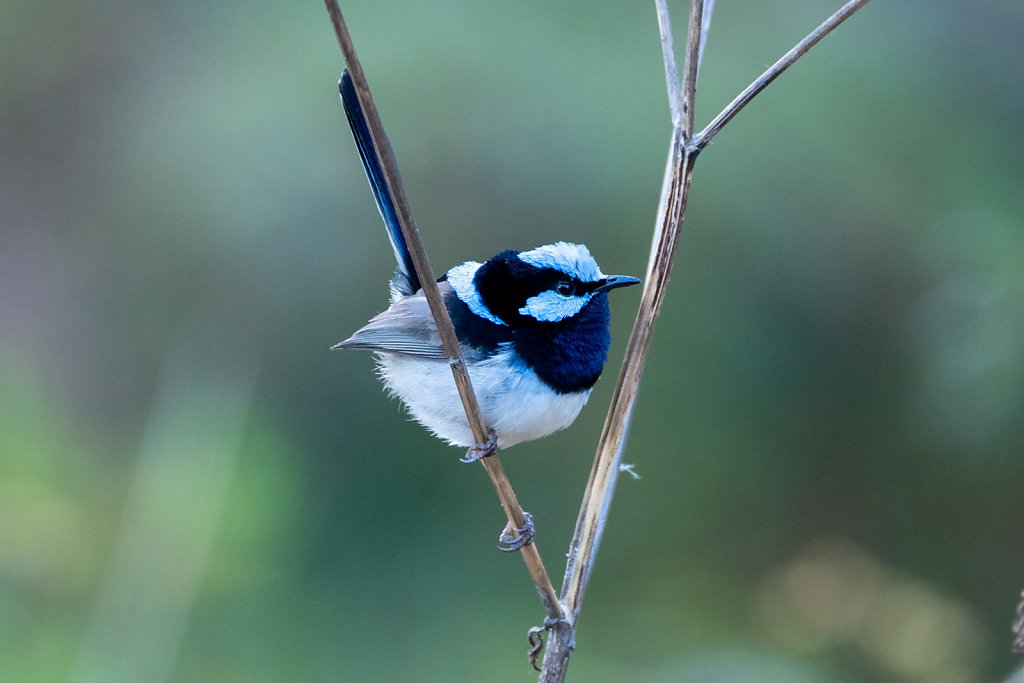 ASM0253-Editcr1080-Superb-Fairy-wren.jpg