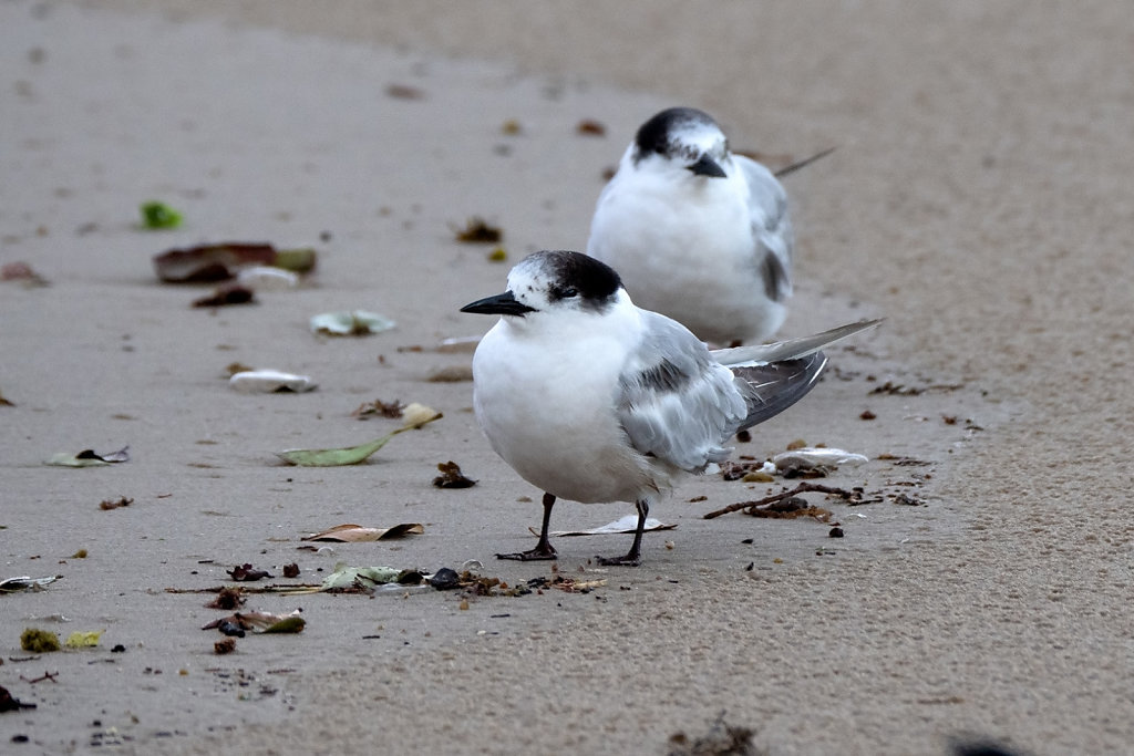 ASM0688-Editcr1080-Fairy-Tern-juvenile.jpg