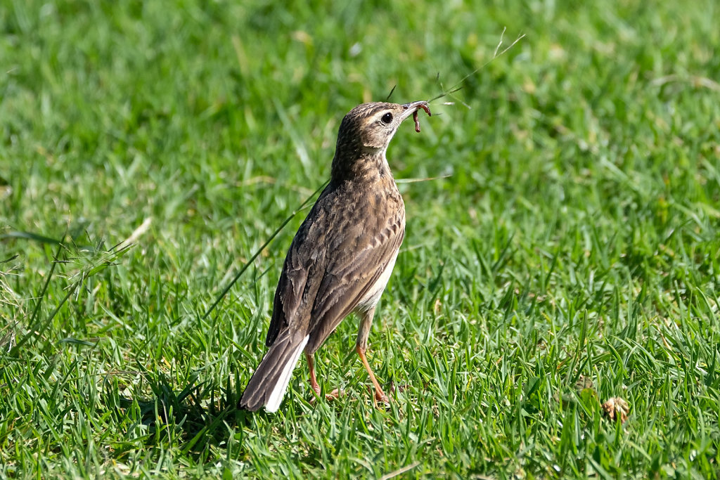 ASM0734-Editcr1080-Horsfields-Bushlark.jpg