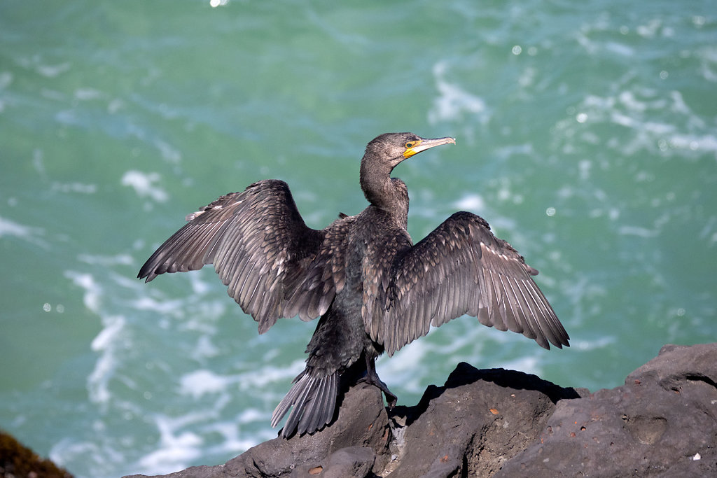 ASM0750-Editcr1080-Black-Cormorant.jpg