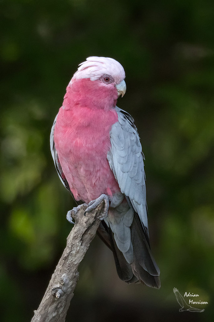 Australian Birds - Karalee, Ipswich, Queensland